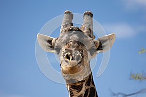 Giraffe close-up. Close-up of a giraffe's head