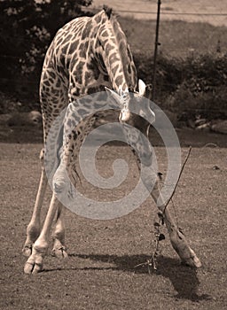 The giraffe close up Giraffa camelopardalis