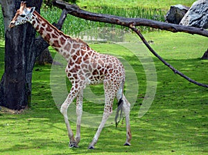 The giraffe close up Giraffa camelopardalis