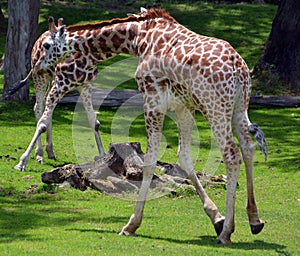 The giraffe close up Giraffa camelopardalis