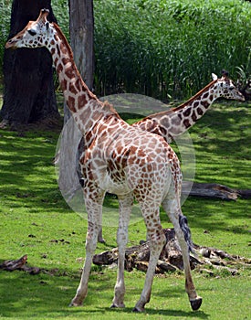 The giraffe close up Giraffa camelopardalis