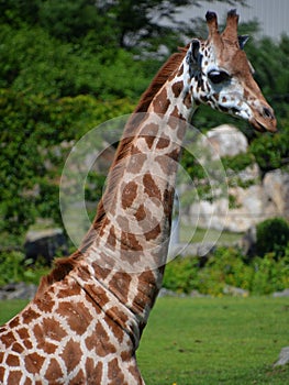 The giraffe close up Giraffa camelopardalis