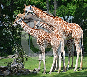 Giraffe close up Giraffa camelopardalis