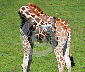 Giraffe close up Giraffa camelopardalis