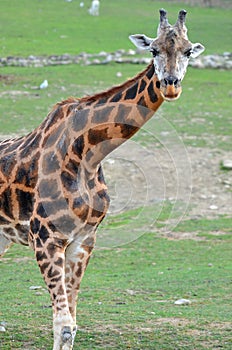 The giraffe close up Giraffa camelopardalis