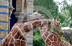 The giraffe close up Giraffa camelopardalis is an African even-toed ungulate