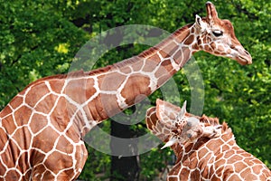 The giraffe close up Giraffa camelopardalis is an African even-toed ungulate