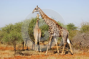 The giraffe close up Giraffa camelopardalis is an African even-toed ungulate mammal,