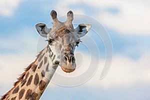 Giraffe close-up of head and face