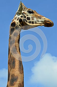 Giraffe close up