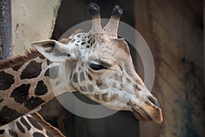 Giraffe close up head shot portrait.