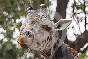 Giraffe close up head shot portrait.