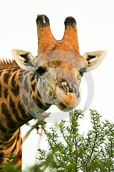 Giraffe close up photo