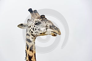 Giraffe close up isolated on white