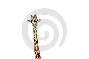 Giraffe close up isolated on white