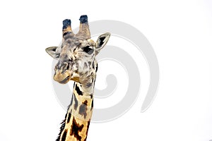 Giraffe close up isolated on white