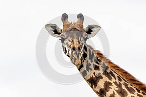 Giraffe close up photo at The Nairobi National Park, Kenya Africa