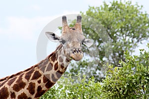 Giraffe in Savuti National Park Botswana, Africa