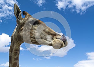 Giraffe close up in South Africa