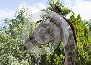 Giraffe close up in South Africa
