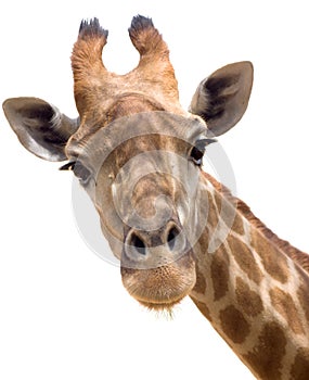 Giraffe closeup