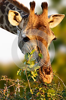 Giraffe closeup feeding on mopane veld