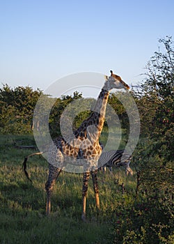 giraffe closeup at Kruger National Park  South Africa