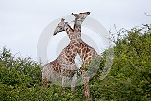 Giraffe couple