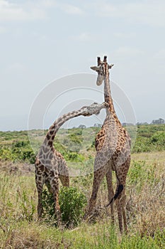 Giraffe couple. Amboseli, Kenya.