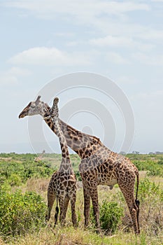 Giraffe couple. Amboseli, Kenya.