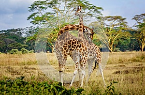 Giraffe couple cuddling with each other in Kenya, Africa