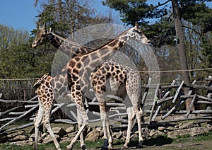 Giraffe couple in european zoo