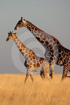 Giraffe couple walking through yellow grasslands