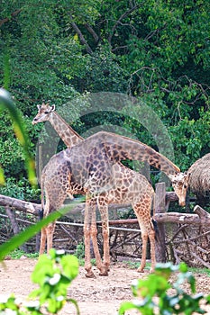 Giraffe couple in the zoo