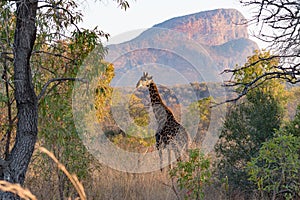 A giraffe crosses in front of Hanglip Mountain