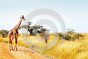 The giraffe crosses the road in the African savannah. Safari animals