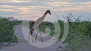 Giraffe crossing dirt road