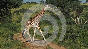 A Giraffe crossing a gravel road in Murchison Falls National Park