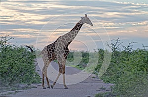 Giraffe crossing road