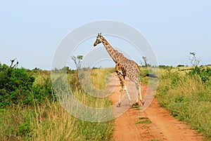 Giraffe is crossing a road in the african savannah