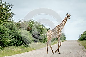 Giraffe crossing the road in Etosha.