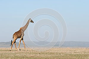 Giraffe crossing the savanna.