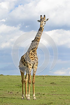 Giraffe crossing savanna