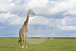 Giraffe crossing savanna