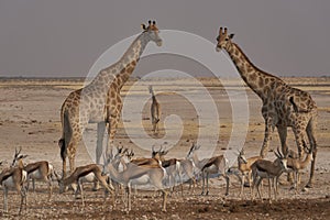Giraffe at a crowded waterhole in Etosha National Park