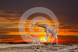 Giraffe and a cub