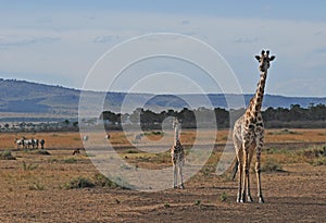 Giraffe with cub - Serengeti (Tanzania, Africa)