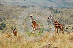 Giraffe cubs and Impala male