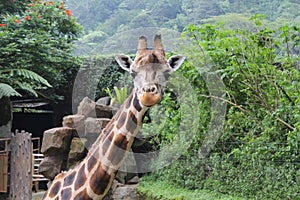 a giraffe with a curious look in Taman Safari