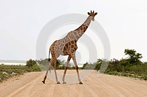 Giraffe curiously looking